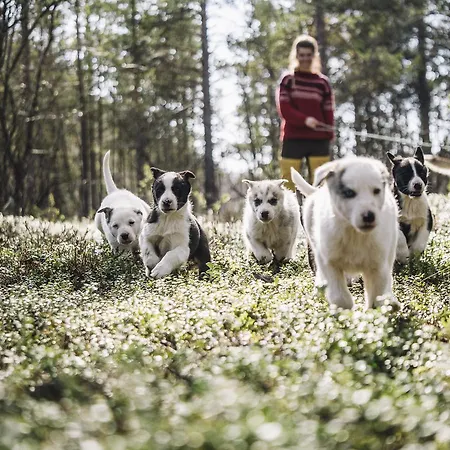 Jaktstuga Trasti & Trine Boutique